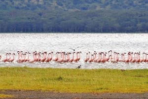 Z Nairobi: Wycieczka całodniowa do Parku Narodowego Lake Nakuru