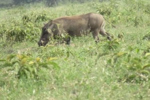 Z Nairobi: Wycieczka całodniowa do Parku Narodowego Lake Nakuru