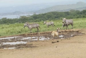 Z Nairobi: Wycieczka całodniowa do Parku Narodowego Lake Nakuru