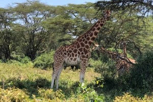 Z Nairobi: Wycieczka całodniowa do Parku Narodowego Lake Nakuru