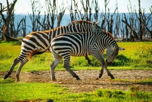 Z Nairobi: Wycieczka całodniowa do Parku Narodowego Lake Nakuru