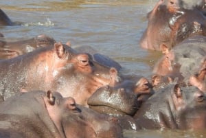 Vanuit Nairobi: Dagtocht naar de meren van Nakuru & Naivasha Nationaal Park