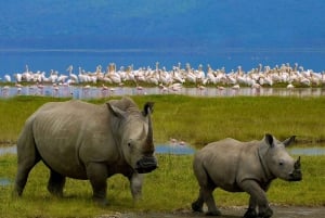 Vanuit Nairobi: Dagtocht naar de meren van Nakuru & Naivasha Nationaal Park