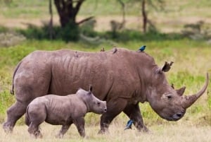 Vanuit Nairobi: Dagtocht naar de meren van Nakuru & Naivasha Nationaal Park