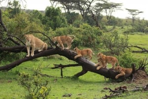 Vanuit Nairobi: Dagtocht naar de meren van Nakuru & Naivasha Nationaal Park