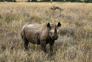 Vanuit Nairobi: Dagtocht naar de meren van Nakuru & Naivasha Nationaal Park