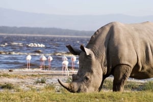 Z Nairobi: Jednodniowa wycieczka do Parku Narodowego Jeziora Nakuru i Naivasha