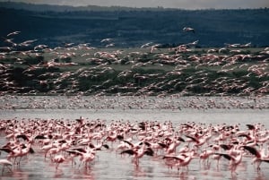 From Nairobi: Lakes Nakuru & Naivasha National Park Day Tour