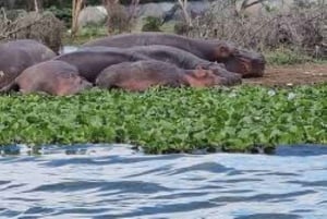 Vanuit Nairobi: Dagtocht naar de meren van Nakuru & Naivasha Nationaal Park