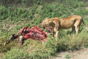 Vanuit Nairobi: Dagtocht naar de meren van Nakuru & Naivasha Nationaal Park
