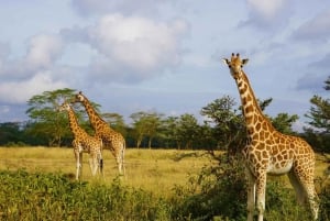 Vanuit Nairobi: Dagtocht naar de meren van Nakuru & Naivasha Nationaal Park