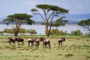 Vanuit Nairobi: Dagtocht naar de meren van Nakuru & Naivasha Nationaal Park