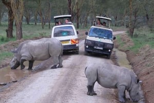 Vanuit Nairobi: Dagtocht naar de meren van Nakuru & Naivasha Nationaal Park
