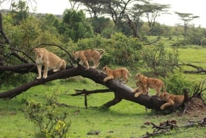 Vanuit Nairobi: Dagtocht naar de meren van Nakuru & Naivasha Nationaal Park