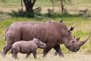 Vanuit Nairobi: Dagtocht naar de meren van Nakuru & Naivasha Nationaal Park