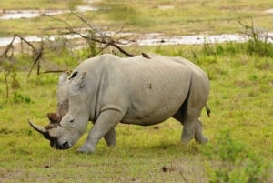 Vanuit Nairobi: dagtocht naar de meren Nakuru en Naivasha National Park