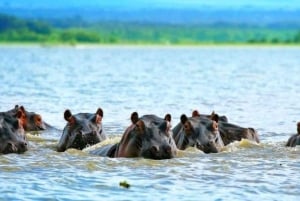 From Nairobi: Lakes Nakuru & Naivasha National Park Day Tour