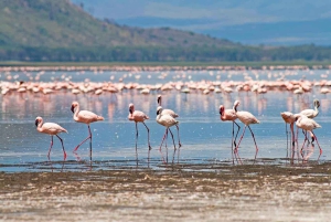 From Nairobi: Lakes Nakuru & Naivasha National Park Day Tour