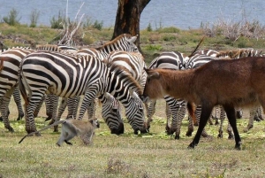 From Nairobi: Lakes Nakuru & Naivasha National Park Day Tour