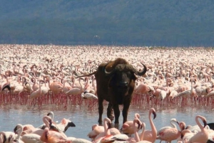 From Nairobi: Lakes Nakuru & Naivasha National Park Day Tour