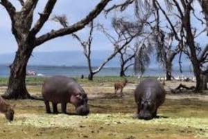 From Nairobi: Lakes Nakuru & Naivasha National Park Day Tour