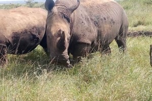 From Nairobi: Lakes Nakuru & Naivasha National Park Day Tour