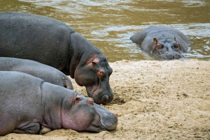 From Nairobi: Lakes Nakuru & Naivasha National Park Day Tour