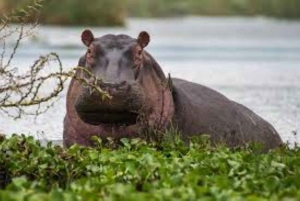 From Nairobi: Lakes Nakuru & Naivasha National Park Day Tour