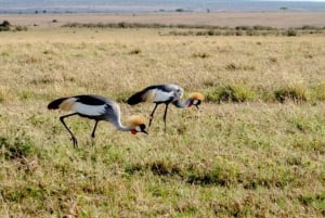From Nairobi: Lakes Nakuru & Naivasha National Park Day Tour