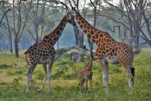 From Nairobi: Lakes Nakuru & Naivasha National Park Day Tour
