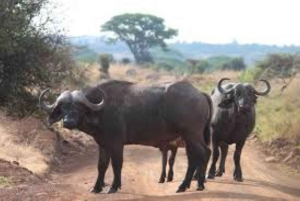 From Nairobi: Lakes Nakuru & Naivasha National Park Day Tour