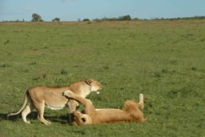 From Nairobi: Lakes Nakuru & Naivasha National Park Day Tour