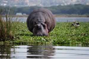 From Nairobi: Lakes Nakuru & Naivasha National Park Day Tour