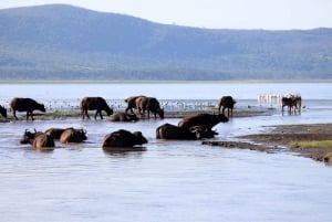 From Nairobi: Lakes Nakuru & Naivasha National Park Day Tour