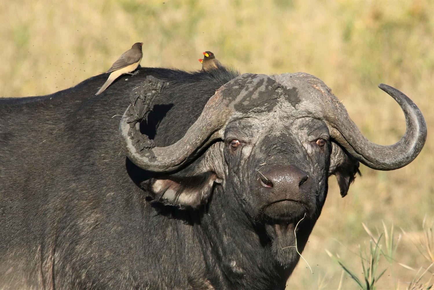 Desde Nairobi: safari en grupo de 3 días por Masái Mara con fauna salvaje