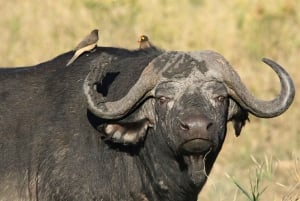 Desde Nairobi: safari en grupo de 3 días por Masái Mara con fauna salvaje