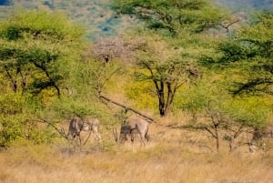 Desde Nairobi: safari en grupo de 3 días por Masái Mara con fauna salvaje
