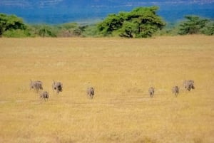 Desde Nairobi: safari en grupo de 3 días por Masái Mara con fauna salvaje