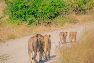 Desde Nairobi: safari en grupo de 3 días por Masái Mara con fauna salvaje