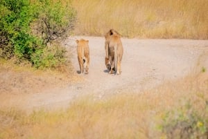 Desde Nairobi: safari en grupo de 3 días por Masái Mara con fauna salvaje