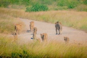 Desde Nairobi: safari en grupo de 3 días por Masái Mara con fauna salvaje