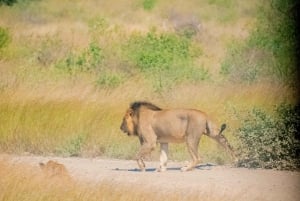 Desde Nairobi: safari en grupo de 3 días por Masái Mara con fauna salvaje