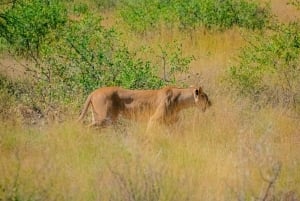 Desde Nairobi: safari en grupo de 3 días por Masái Mara con fauna salvaje