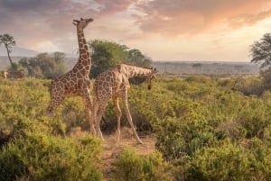 Desde Nairobi: safari en grupo de 3 días por Masái Mara con fauna salvaje