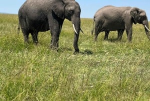 Desde Nairobi: safari en grupo de 3 días por Masái Mara con fauna salvaje