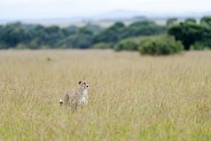 Desde Nairobi: safari en grupo de 3 días por Masái Mara con fauna salvaje