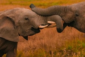 Desde Nairobi: safari en grupo de 3 días por Masái Mara con fauna salvaje