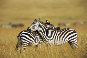 From Nairobi: Maasai Mara Guided Game Drive