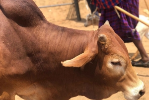 From Nairobi: Maasai Village Experience Day Tour