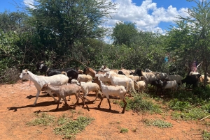 From Nairobi: Maasai Village Experience Day Tour